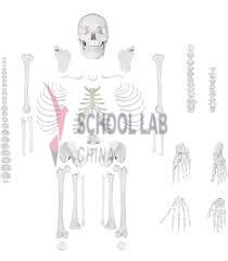Disarticulated Human Skeleton - Life Size